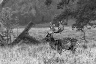 Fallow deer